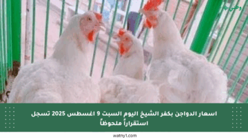 أسعار الدواجن بكفر الشيخ اليوم السبت 9 أغسطس 2025 تسجل استقراراً ملحوظاً